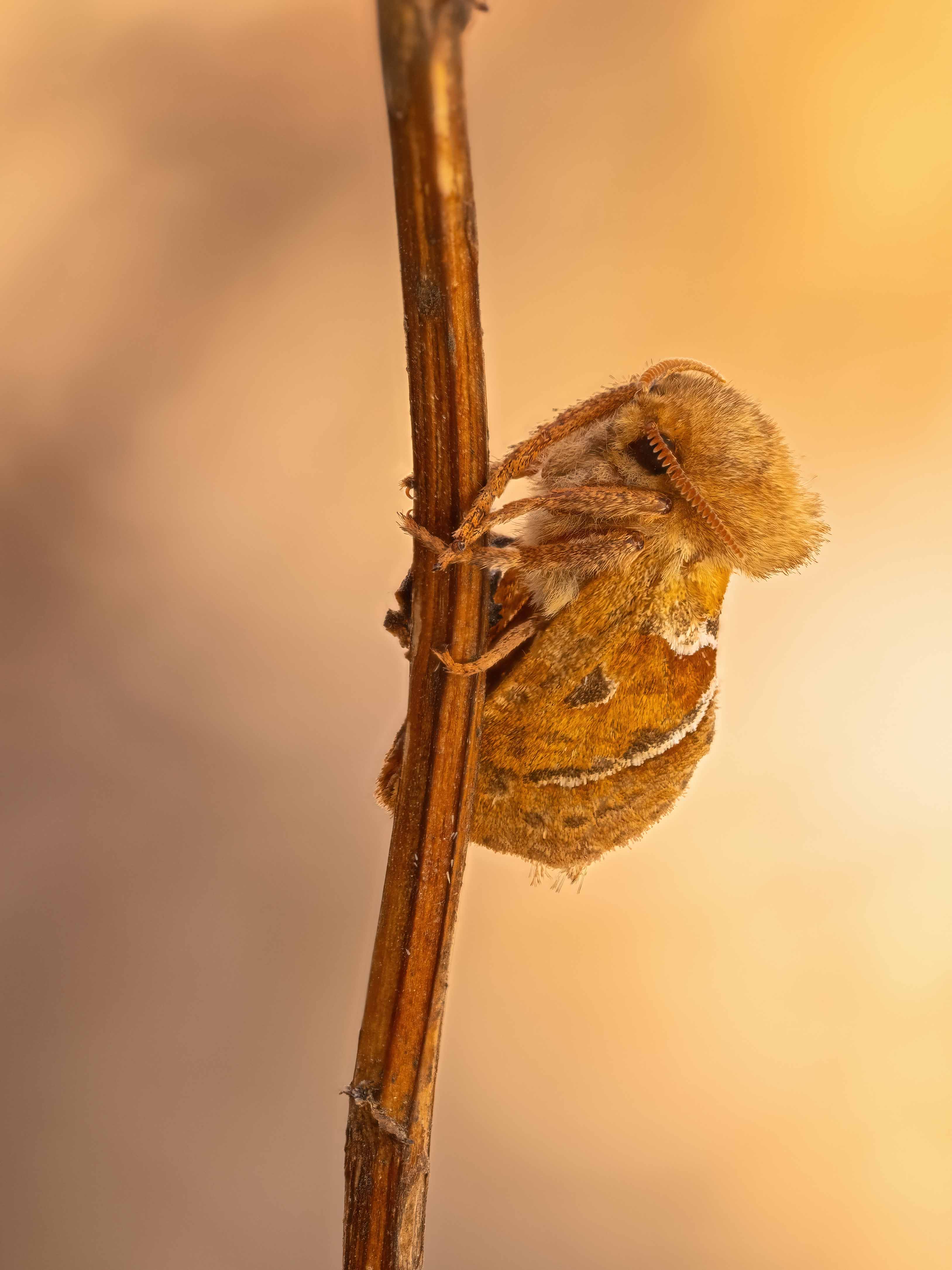 Wildlife photograph